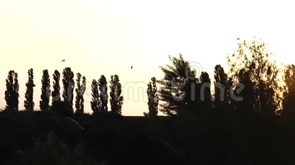 黎明时分沙滩马丁斯飞过树木视频的预览图