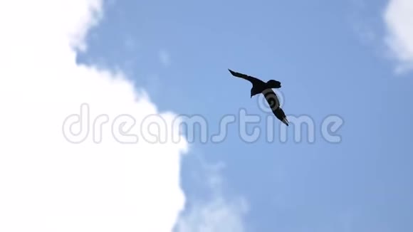 乌鸦慢慢地飞过蓝天视频的预览图