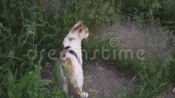 可爱的小猫走在绿色的大庭院里视频的预览图