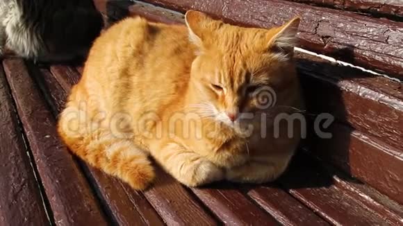金吉尔塔比猫洗了他的身体坐在街上的木凳上视频的预览图