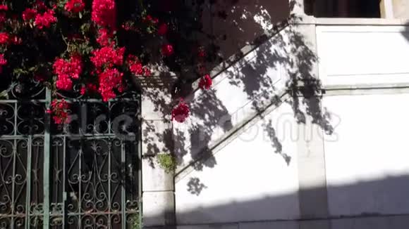 葡萄牙卡斯凯斯五颜六色的布坎比利亚藤蔓覆盖着房子的正面视频的预览图