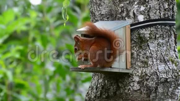 松鼠在树荫下吃食物视频的预览图