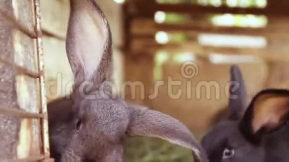 可爱的黑灰兔在笼子里跳种植农场动物视频的预览图