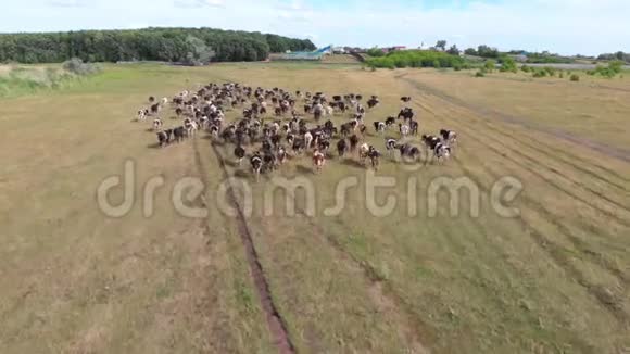 成群的牛和公牛跑过森林环绕的田野视频的预览图