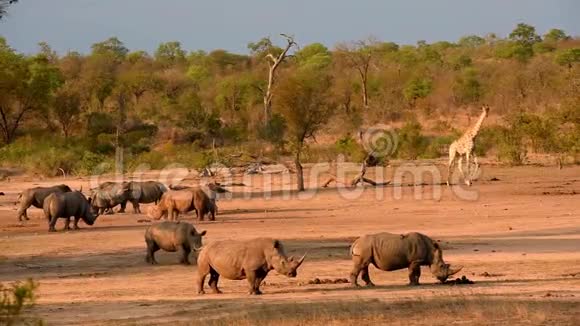 日落时的犀牛和长颈鹿视频的预览图