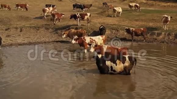 在炎热的夏天奶牛在一个浇水洞里湖的海岸变成黄色因为它们被烧光了视频的预览图