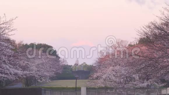 公园和山的樱花日本东京的富士山视频的预览图