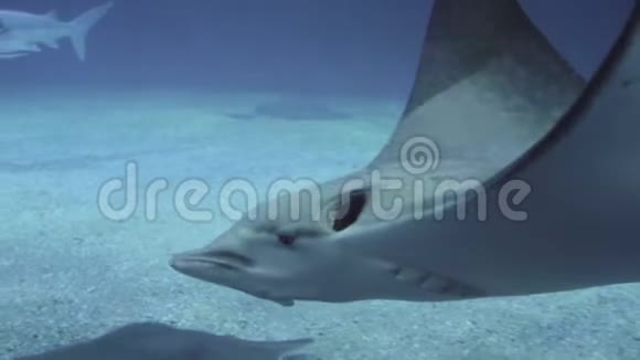 海洋馆里的刺和鲨鱼视频的预览图
