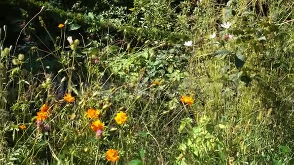 潘在自然蜜蜂友好的野花边境别墅花园视频的预览图