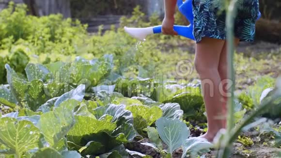 赤脚的孩子正在厨房花园里用水缸浇白菜视频的预览图