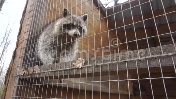 动物园里的浣熊视频的预览图