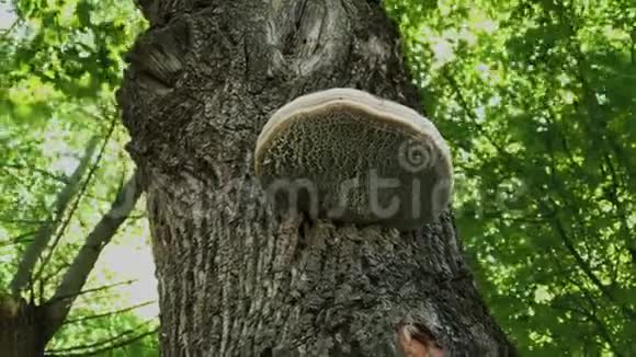 在森林里的一棵树上寄生的蘑菇视频的预览图
