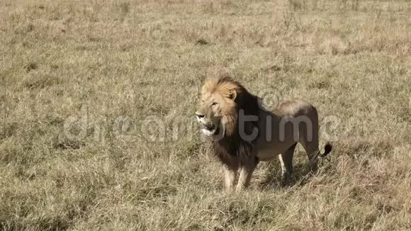 肯尼亚马赛马拉的一只雄狮向一只雄狮扑去视频的预览图