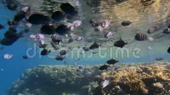 珊瑚背景上的热带鱼类水下射击慢动作视频的预览图
