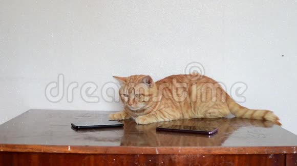 一只漂亮的姜猫躺在桌子上旁边有两部手机视频的预览图