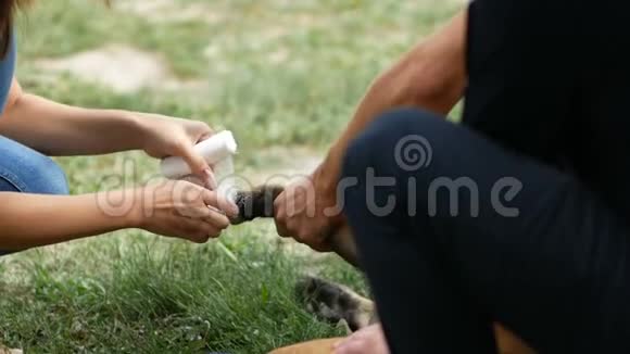 用纱布包扎伤犬的人包爪视频的预览图