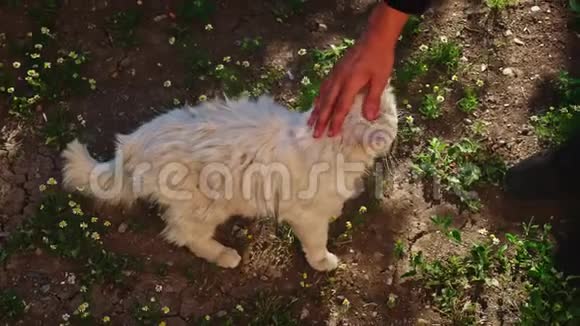 一个男孩在他的后院抚摸一只肮脏的流浪猫视频的预览图