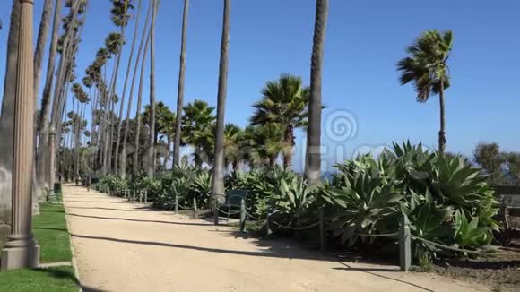 圣莫尼卡海滩附近的公园里的人行道阳光明媚的一天与加州高大棕榈树的小巷美国视频的预览图