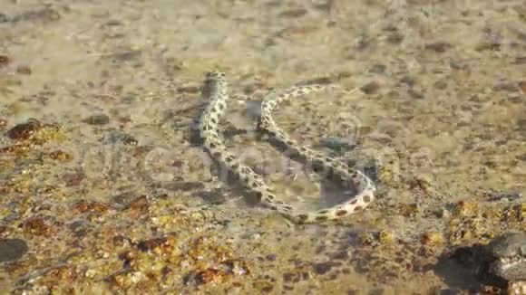 水下蛇正在埃及达哈布的红海里狩猎和觅食慢动作4k视频的预览图