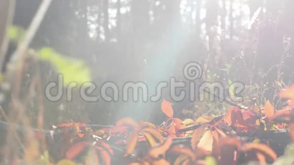 在秋天的森林里近距离观看穿着登山靴的女人的脚阳光明媚天气温暖的秋天森林里散步的女游客视频的预览图