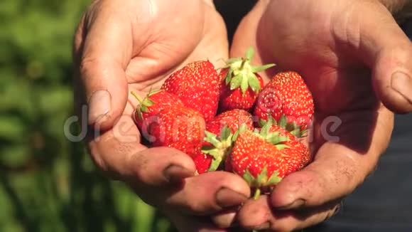 雄手中露出红色草莓农夫收集成熟的浆果特写镜头无害环境视频的预览图