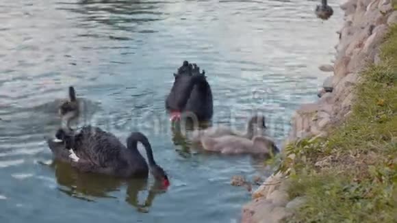 黑天鹅一家人在湖边游泳视频的预览图