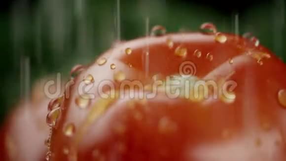 在视频中我们看到一个西红柿和绿色植物水从顶部涌出就像水滴黑色的背景特写视频的预览图