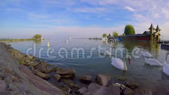 匈牙利克西利市巴拉顿湖上的许多天鹅视频的预览图