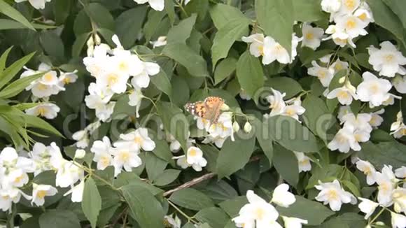 一只蝴蝶在白花上采集花蜜视频的预览图