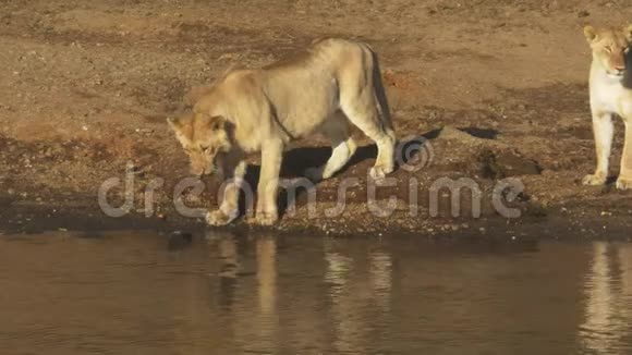 肯尼亚马赛马拉一只小狮子用爪子试水视频的预览图