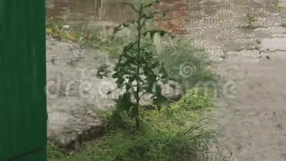 大雨从绿色植物的排水管道倾泻而来视频的预览图