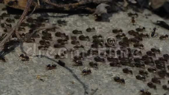 一群白蚁的大苗视频的预览图