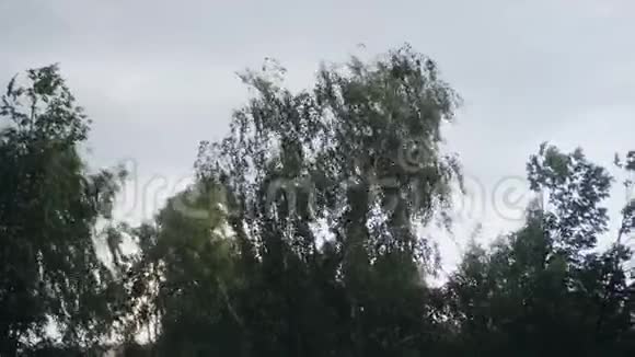 公园里的树枝在强风下弯曲得很厉害视频的预览图