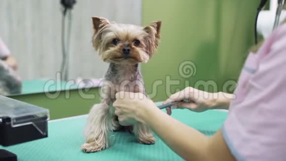 把梳洗者的双手合拢在狗的爪子上梳理皮毛约克郡宠物美容店视频的预览图