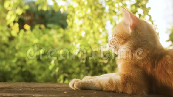 可爱的红色小猫躺在院子里的木凳上背景是绿色植物宠物在户外散步美丽的猫的侧面视频的预览图