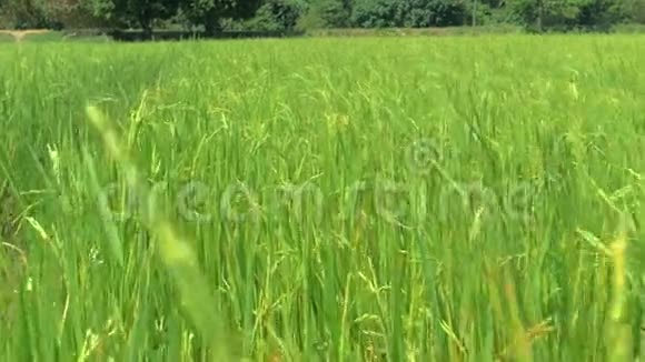 在稻田里用万向草射出稻穗水稻干壳种子的特写美丽的成熟作物视频的预览图