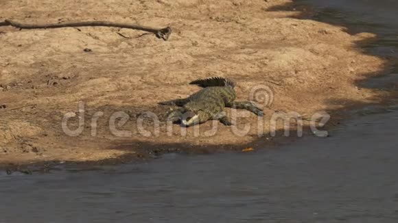 肯尼亚马萨伊马拉口开鳄鱼高射视频的预览图