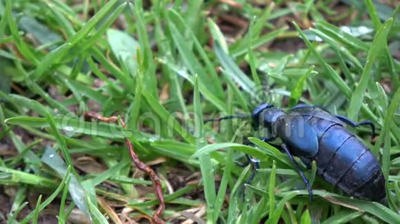 欧洲油甲虫在春天露水的草中视频的预览图