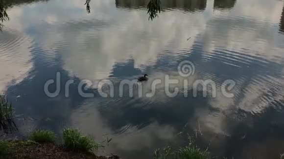 一只孤独的灰色鸭子在湖边游泳视频的预览图