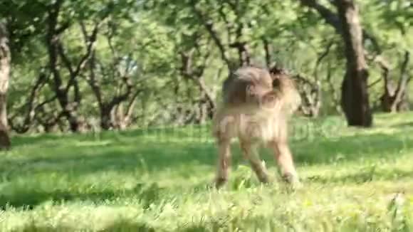 可爱的毛茸茸的狗跑着抓飞盘视频的预览图