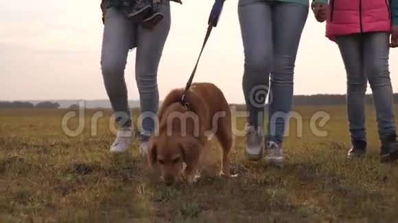 妈妈宝宝女儿和宠物狗游客一家人和狗一起穿越田野特写镜头的联合工作视频的预览图