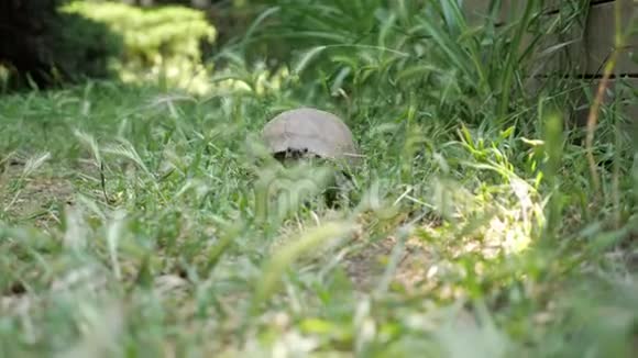 海龟在新鲜的青草上移动到相机上视频的预览图