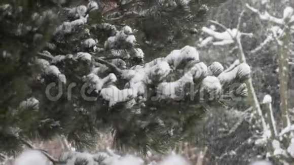 大自然的降雪视频的预览图