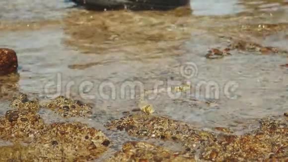 水下蛇正在埃及达哈布的红海里狩猎和觅食慢动作4k视频的预览图