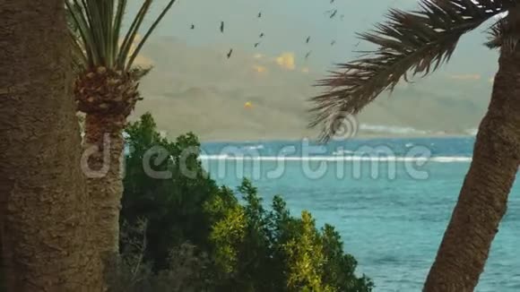 在埃及达哈布美丽的清水中风筝冲浪以山为背景探索碧水视频的预览图