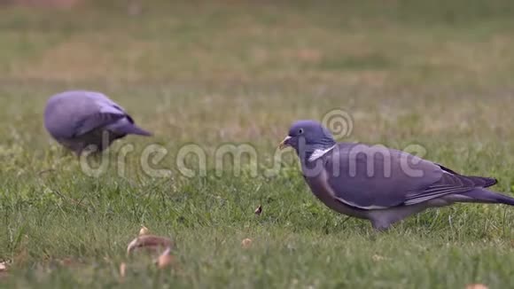 两只普通的木鸽的特写镜头哥伦比亚帕鲁巴斯站着在草地上啄食视频的预览图
