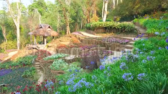 泰国清莱杜涌莫布法华朗植物园视频的预览图