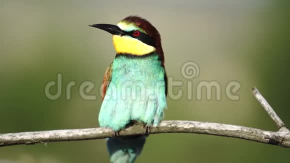 美丽的色彩蜂鸟在阳光明媚的树枝上剥羽毛视频的预览图