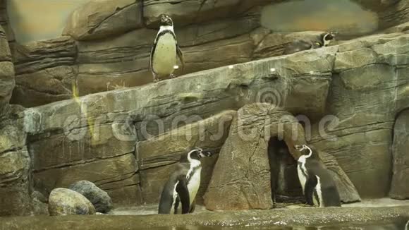 一群企鹅在岩石上走来走去视频的预览图