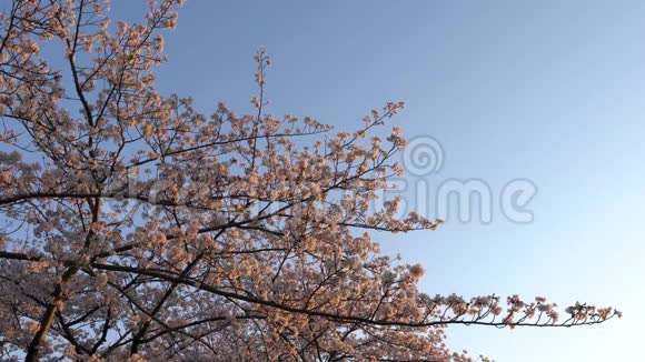 日落时分樱花盛开视频的预览图